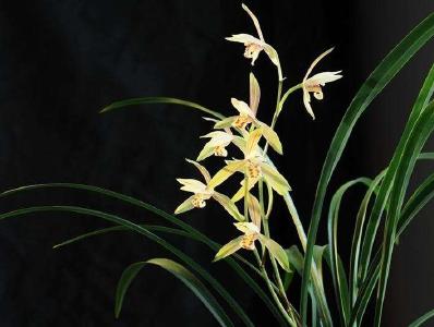 【九宫文学】养兰记（上）