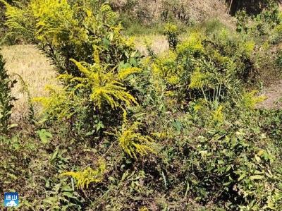 通羊镇：多措并举开展 “加拿大一枝黄花”专项除治行动