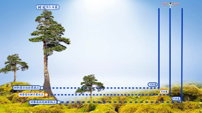 83.4米！“中国第一高树”等身照发布