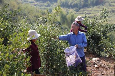 【奋进新征程 建功新时代】通山：正是油茶丰收时