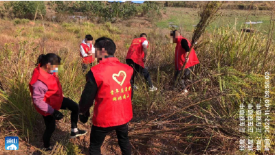  通山司法：清除“加拿大一枝花” 筑牢生态安全屏障