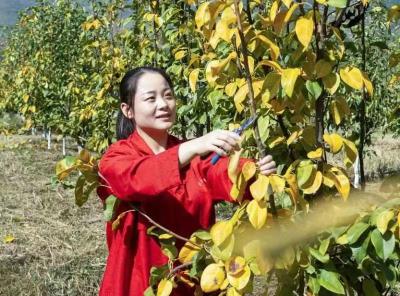 闯王镇汪家畈村： “砂 梨 姑 娘” 郑 亚 娟  