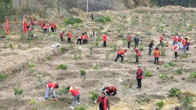 通山县杨芳林乡：义务植树添新绿 生态产业促振兴