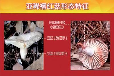 误食野生菌中毒怎么办？医生提醒→