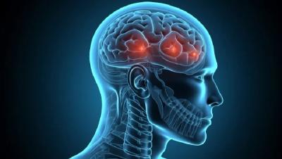 我国科学家揭示人类大脑皮层复杂布局 