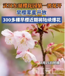 早樱开了！东湖樱花园即将开园 