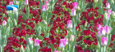 健康小贴士 | 春季过敏高发期 这些事情要注意 