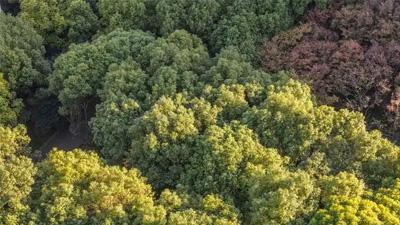 科学家发现造林能降低区域臭氧含量