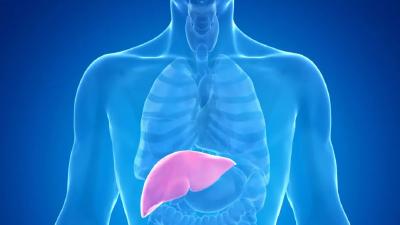 这6个指标正常，说明你肝脏健康