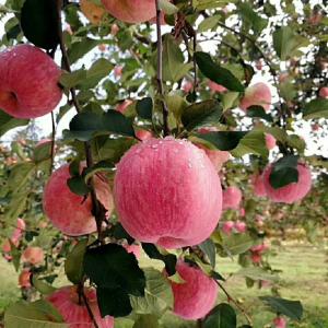 我国稳居全球最大苹果生产国与消费国