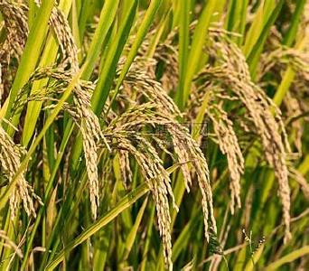 我科学家首次发现水稻多年生“长寿基因”