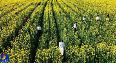 春满通山花似海 各花争艳迎客来——咸宁通山赏花季诚邀八方游客共赴春日盛宴