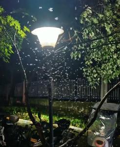 湿热天气催生白蚁分飞高峰 相关部门提醒：科学防护莫恐慌