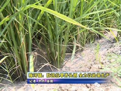陈河镇：防汛抗旱齐头抓 全力以赴保生产