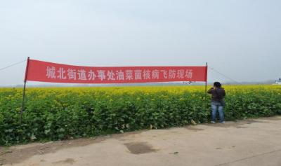 油菜“飞防”正当时