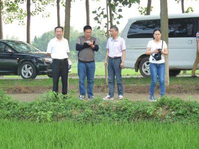 孝感市农业局领导调研应城水稻生产