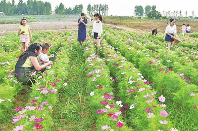 龙池山庄：花海盛开引客来