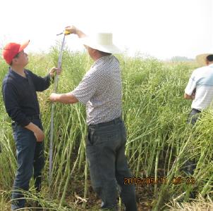 城北魏河畈油菜喜获丰收