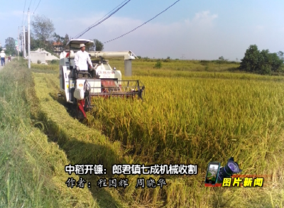 【图片新闻】中稻开镰：郎君镇七成机械收割