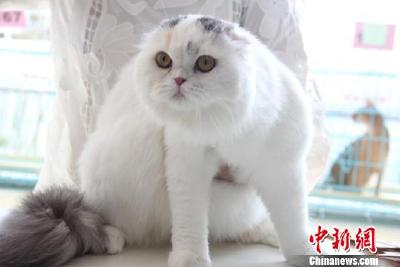 科普|怎么吃才能吃不胖？献给“猫冬”的妹子们