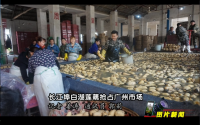 图片新闻：   长江埠白湖莲藕抢占广州市场