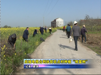 《聚焦精准扶贫》栏目 应城电视台到扶贫驻点村种植“致富树”