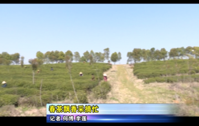 春茶飘香采摘忙   
