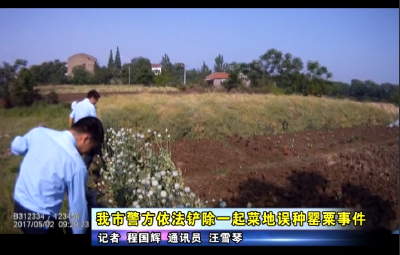 应城市警方依法铲除一起菜地误种罂粟事件 