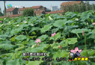 【图片新闻】： ---映日荷花别样红     