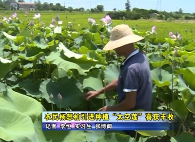 农民杨想柏引进种植“太空莲”获得丰收