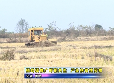 杨岭镇推广虾稻共生 产业扶贫拔穷根   