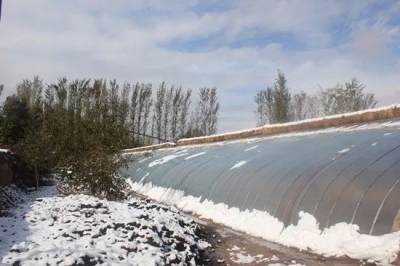 畜禽、庄稼如何防范和应对低温雨雪冰冻天气，看这一篇就够了！