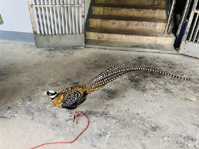 应城丨应城市田店镇发现国家一级保护动物