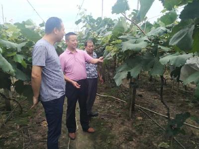 应城丨农技专家“支招”，这个村农作物有救了
