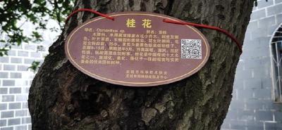  【湖北日报】应城给大树开办“身份证”