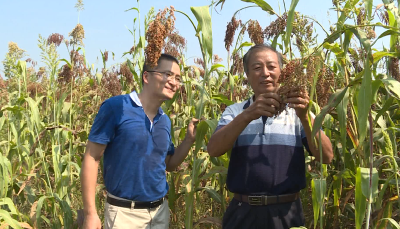 【应城】每天100元工钱、包一顿午餐--- “在合作社工作，很划算!”
