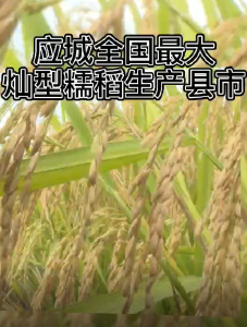 抖音|应城全国最大灿型糯稻生产县市