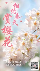 海报 | 相约春天赏樱花