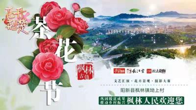 直播 | 花开荆楚：云赏茶花 阳新县枫林镇茶花文化节欢迎您！