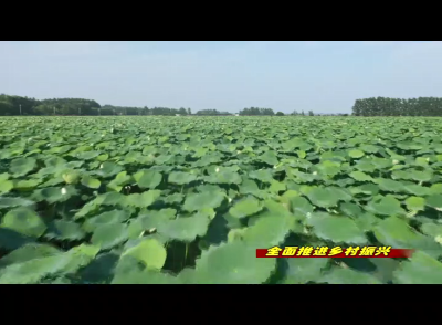 【全面推进乡村振兴】栏目： 南垸良种场：沃土掘“金”谋振兴