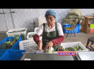 【全面推进乡村振兴】栏目：  鱼里乡合作社：发挥流通作用  助力乡村振兴