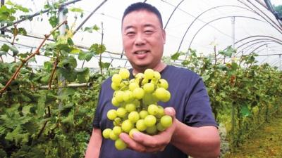  振兴路上，“甜”味悄然传开