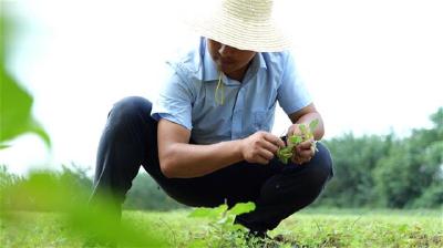 种菜，养虾，退役老兵许起飞在致富路上“起飞”了