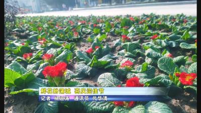 【图片新闻】鲜花扮蒲城  喜庆迎佳节