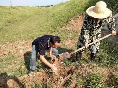 杨河镇干群联动抗旱忙