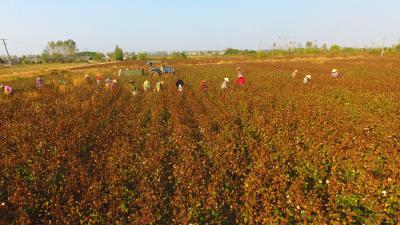 亩产400斤以上  应城棉花提质增效技术模式集成项目示范成功