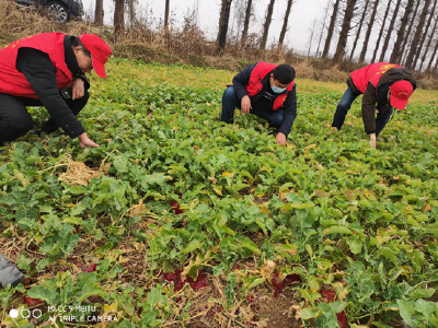 农技人员到田头 志愿服务保春耕