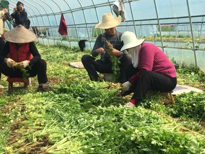 应城韩湾年产香芹35万斤   叫响全市香芹“第一村”品牌