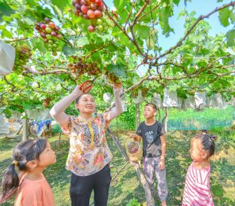 “葡萄大王”徐从国坚持34年带领乡亲发展葡萄产业