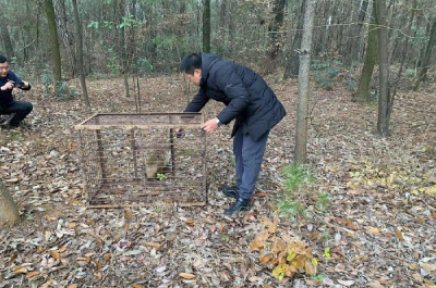 应城成功救助国家二级野生保护动物--貉